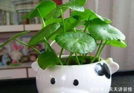 轻松|家养铜钱草总是长不好?学会这三个小技巧,轻松蹭蹭长不停