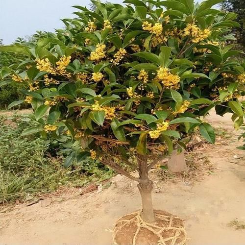  种植树莓：喜欢养花的！看看几款盆栽，开花结果味道迷人，不贵吃着还新鲜