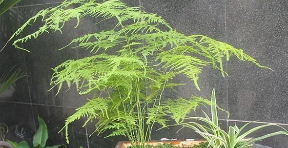 『冒芽』给3种花喝点它,滋叶冒芽满墙爬,绿萝文竹不黄叶,君子兰绿又亮
