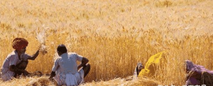 印度粮食产量仅中国一半，为何能养活同等人口，还大量出口