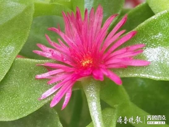 之中|绿丛之中藏点红，牡丹吊兰花开好鲜艳