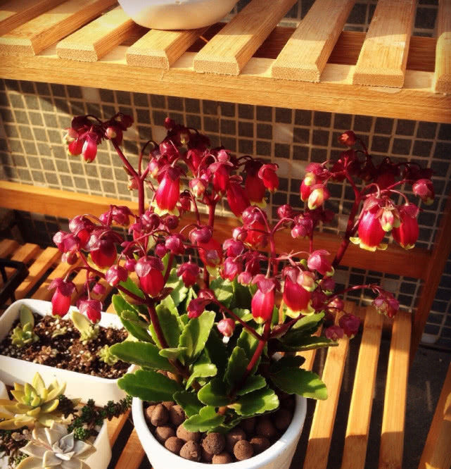 「花形」最会开花的多肉，花形奇特漂亮，养护简单值得你拥有！