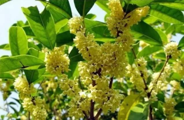  【花中】中国10大名花，哪个是你的最爱？