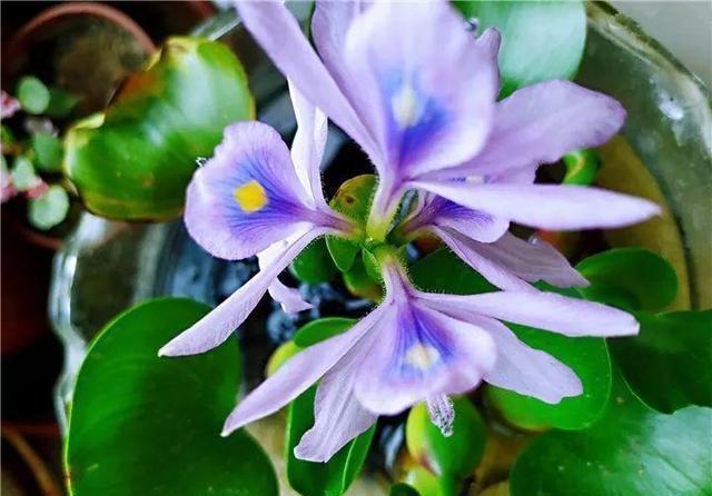 #喝水#这些盆栽都是喝水的,成桶成桶的喝,个个花枝招展一大盆