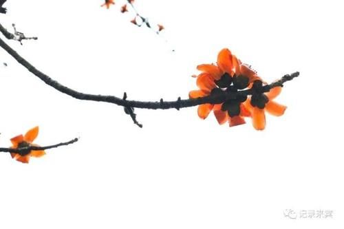  花瓣上的雨■来宾木棉花又开，惊艳了谁的时光？