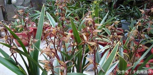 【特别】新手买兰花,这样选择,不然买一棵死一株,白白浪费钱
