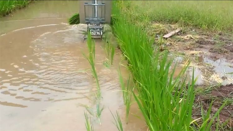  民间|民间牛人发明“手摇式”插秧机，不用油不用电，200元造一