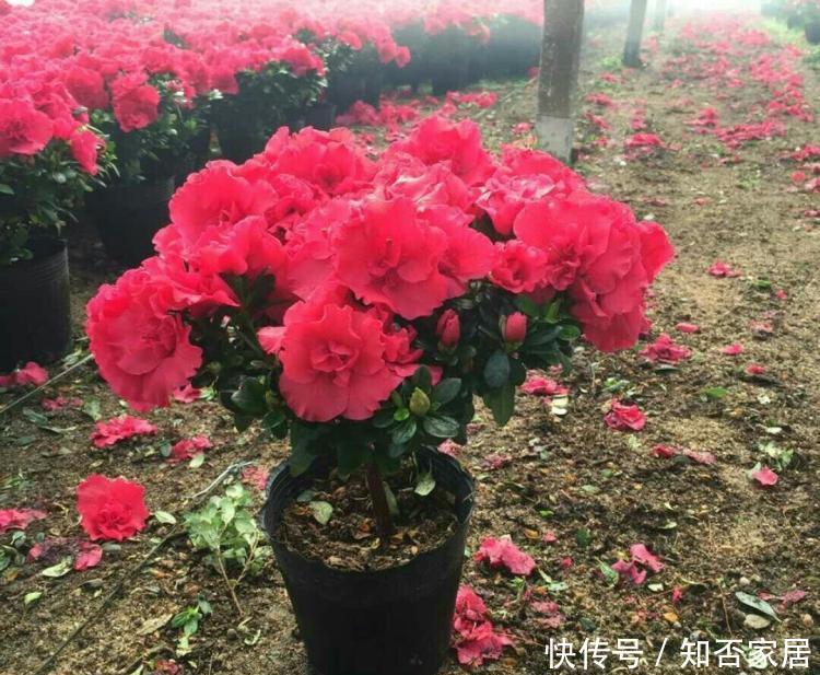  「美好」喜欢养护花卉，就选择花色艳丽，开花容易爆盆的花卉，吉祥美好