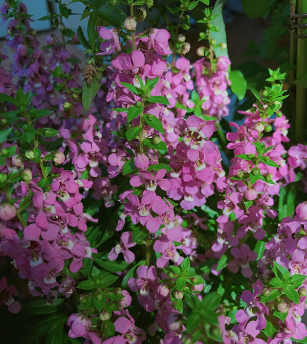  #新型#号称“开花机器”的新型盆栽花卉，全年开花，好看又容易“养活”！