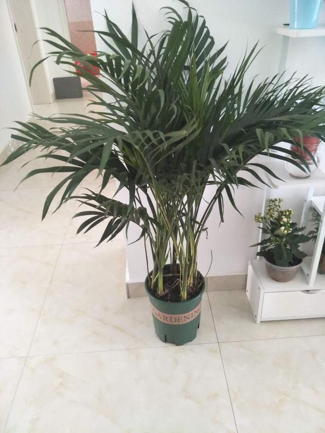  度过■最坚挺的植物就属散尾葵，一年四季不黄叶，给点水就绿得晃眼！
