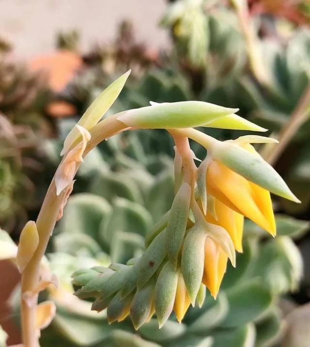  [家里]三月, 家里的植物