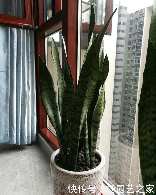 虎皮|10月养虎皮兰,这3点很关键,做好叶子挺拔不黄叶
