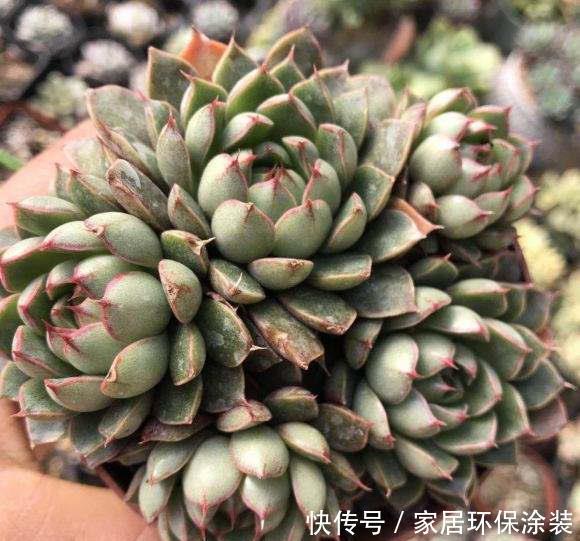 「适合」花卉种植技术:多肉猫眼石怎么养,适合新人养的多肉便宜好养活!