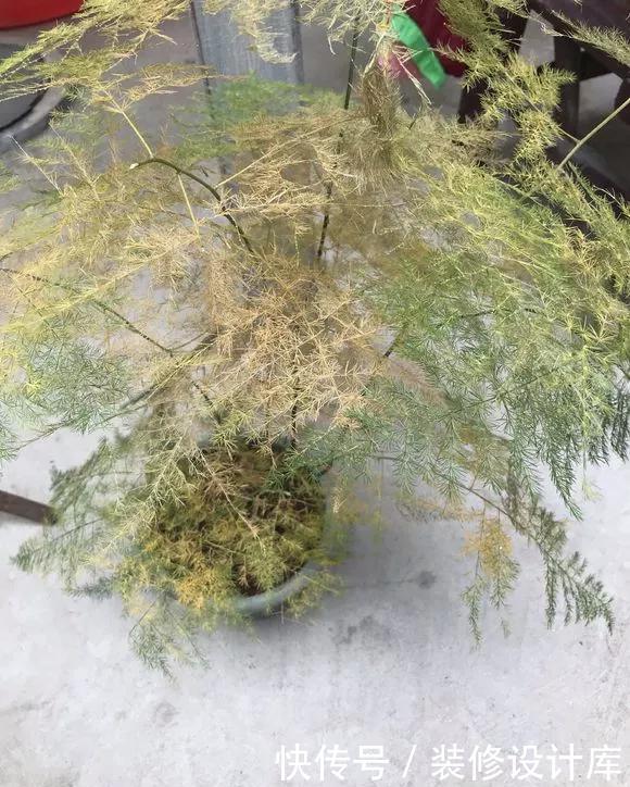「新芽」春天文竹不冒笋,4处记得改善,做对了新芽猛窜长爆盆!