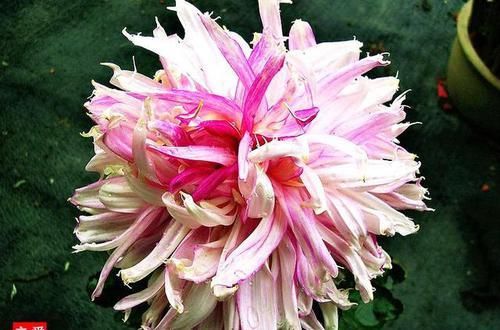 「满月」喜欢菊花,就养盆“珍稀名菊”乐天红,似粉嫩少女,花型似满月