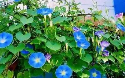  花朵：喇叭花什么时候开花的呢?