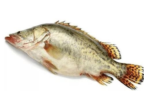 「红薯」常见鱼类饵料大全,赶紧收藏备用
