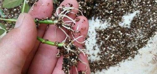  春天@春天，“扦插”花卉植物，这“4个要点”做到位，保证100%生根！