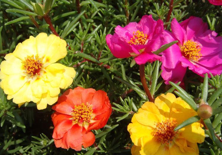  『喜欢』喜欢在家中养护花卉，就选择花期长，花色艳丽，开花成花海的花卉