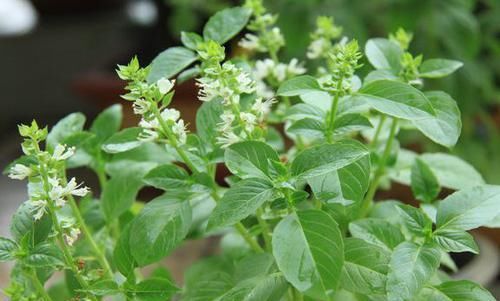  #牡丹#喜欢牡丹，不如试试“珍稀菊花”冰盘托桂，似金球银玉，美丽端庄