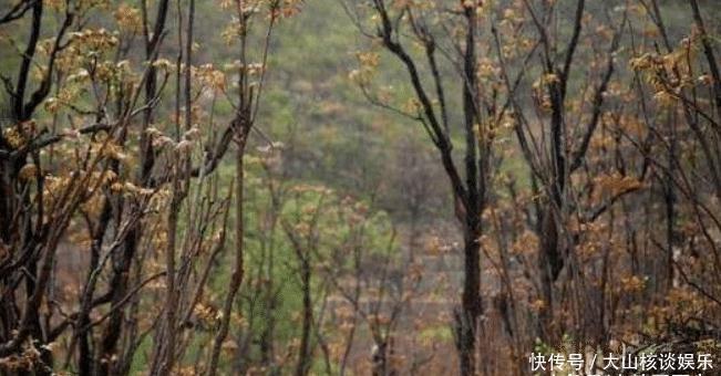 香椿过房主人必亡是什么意思?科学作出