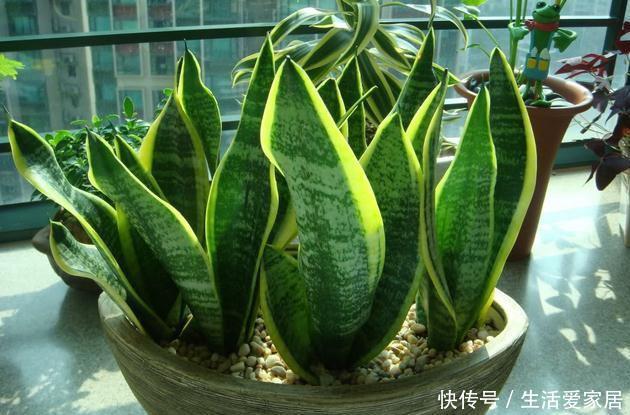  调节：“3种花”是空气净化高手，养一盆放屋里，还能调节室内气候