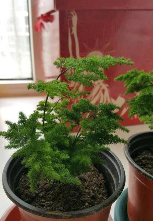  「哪种」文竹，云竹哪种好？云竹代表品味，文竹代表高雅，云竹更美观