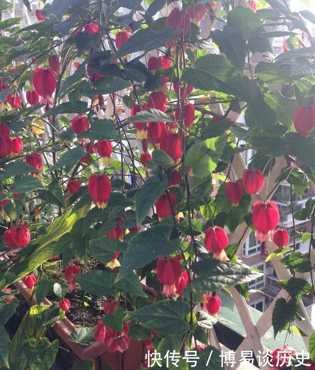  『绿萝』别养绿萝吊兰了, 盆栽植物选这种, 漂亮喜庆, 四季开花, 还很好养