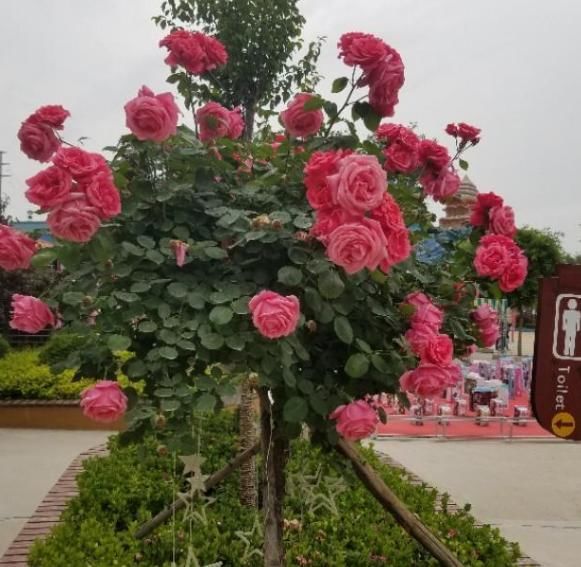  花香|盛夏养花当特选树状月季,盆栽牢记6点,可居家赏花、嗅花香...