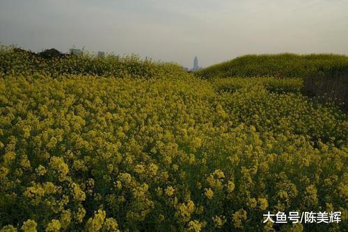 油菜花又到了盛开的季节，温州瓯北江畔鸟语花香