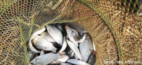 「肯定」拉饵如果这样开,饵团状态肯定非常完美,入水以后鲫鱼都追着咬
