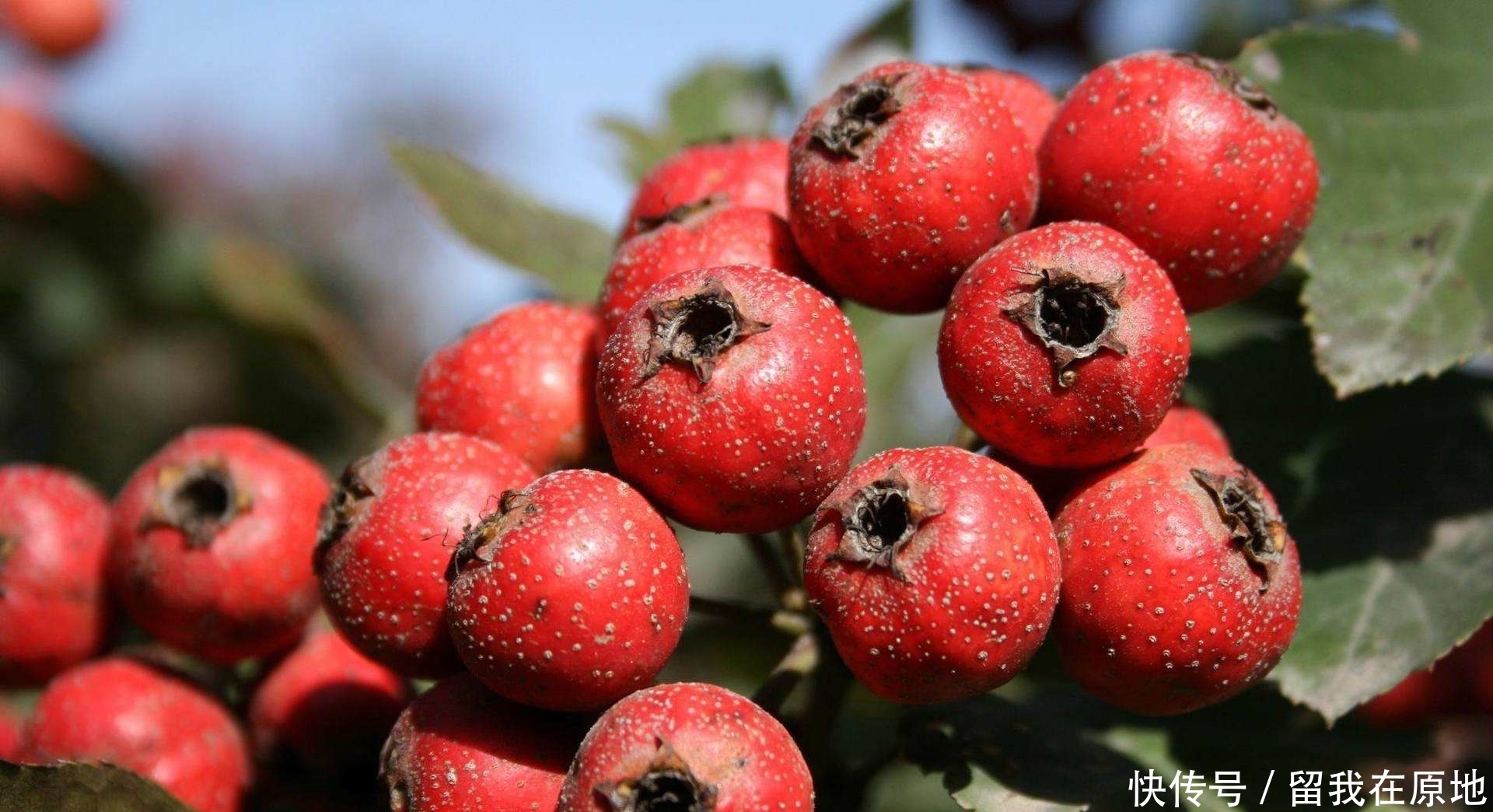 农村渐渐消失的7大野果，越来越稀罕、难得，有的已经看不见了！