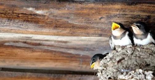  #知识#在农村为什么有的人家里有燕子，有的人家里没有？看完涨