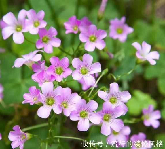 #艳丽#喜欢在家中养护花卉,就选择5种花卉,花色艳丽,花期长,好养护