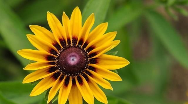  漂亮：夏天养花就养此3种,造型奇特生动形象,好养易活开花漂亮