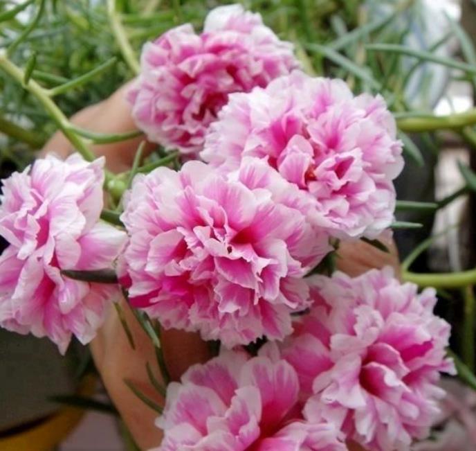 『凤仙花』春天就养4种花,扔土里就能开花,特别适合养花新手!