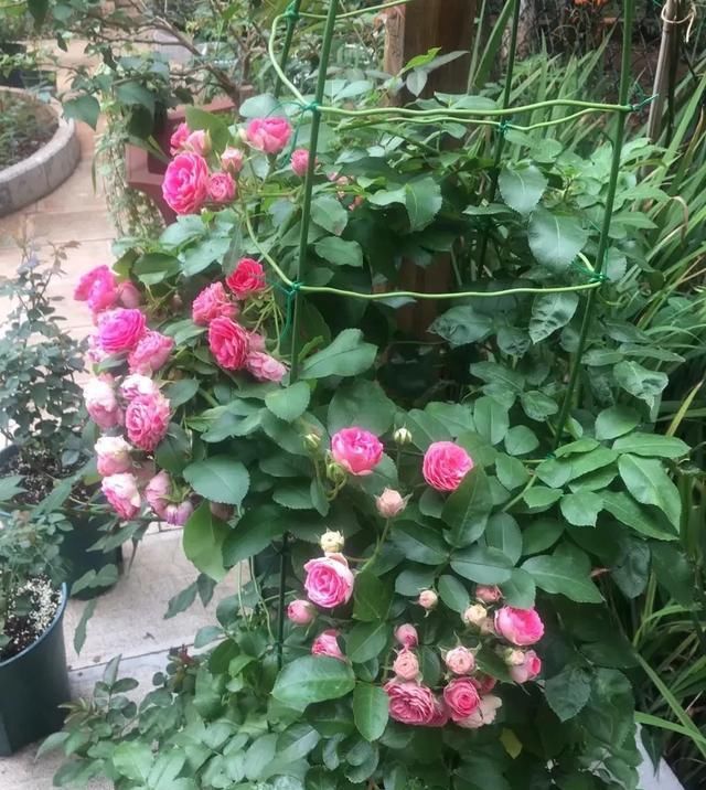 『丰花性好』狼家自育的表现到底如何，戳进来看看花友们的大实话
