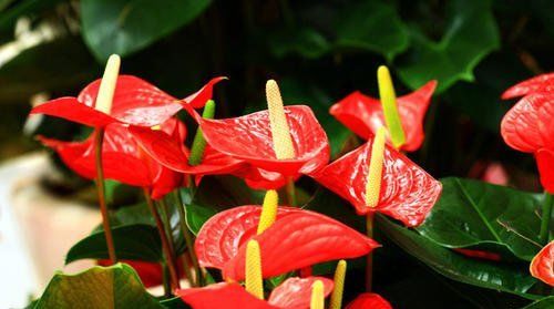 「花箭」红掌爱吃大骨头,给它喂一点,花箭蹭蹭窜,开花红艳艳!