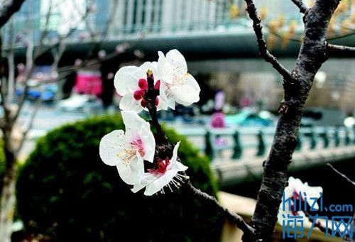  心思@“花”点心思 认认这些花儿