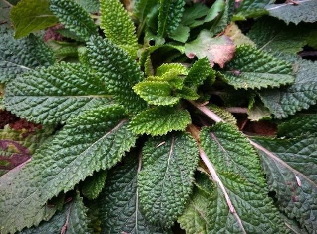 茅厕边生长的“丑草”，却是穷人的“救命草”，现在晒干7元一斤