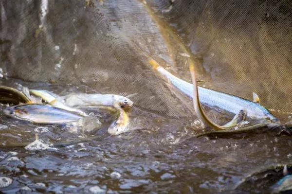 全面禁捕！这种动辄上万一斤的小鱼，今后再也吃不到了？