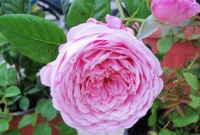  [品种]养护红花，就要选择好花卉品种，花朵层层叠叠，饱满芳菲艳丽