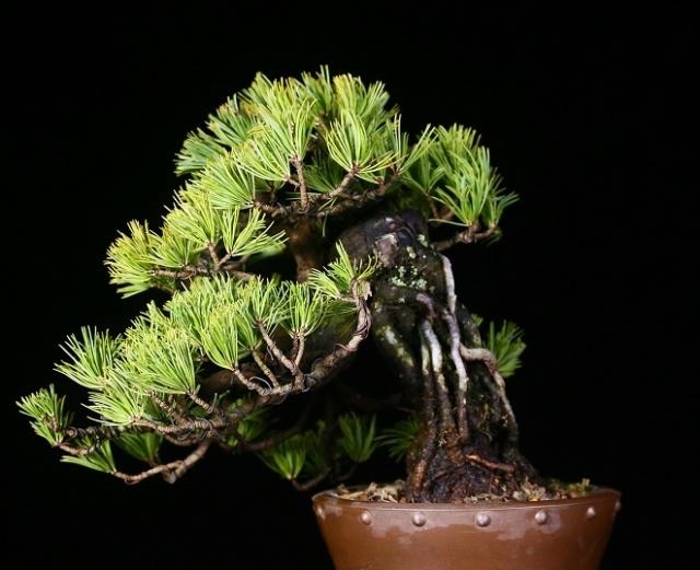 香港盆景展会作品欣赏,审美是人的天性,体验极简盆景带来的美