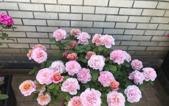 花香:此款木本盆栽花,开花美丽,花香浓郁,四季有花开,养护也容易