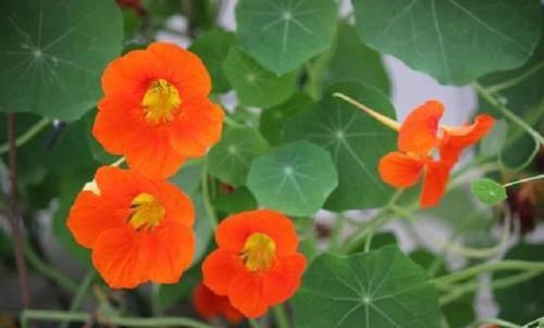  『奇异』1种少浇水才能活的奇异植株，名旱金莲，开花美过玫瑰，还很好养