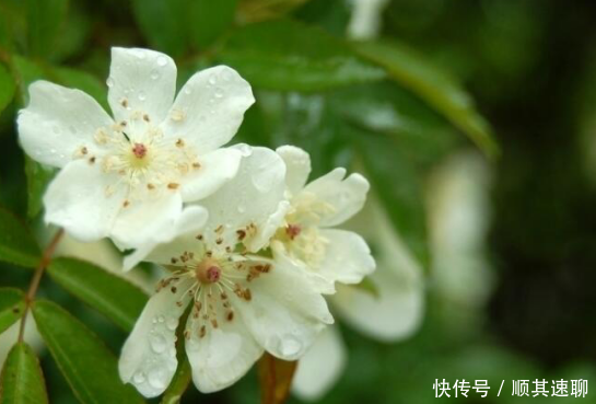  「植物」花朵的培养，到底有哪些注意事项呢这些你都知道吗
