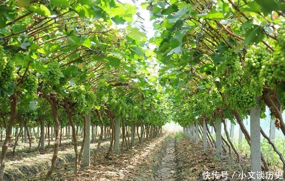  「玫瑰」被誉为贵族水果，刚引进炒到200元一斤，如今价格猛跌10