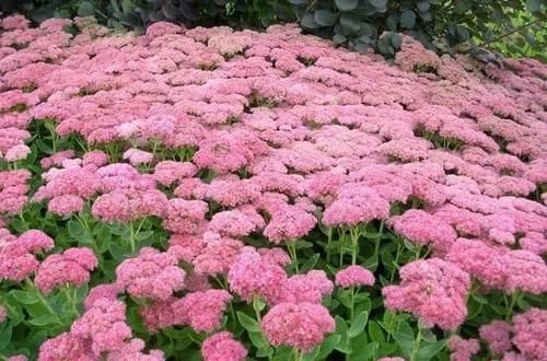  「室内」这些特耐旱的盆栽植物，养室内干旱几周都不会挂