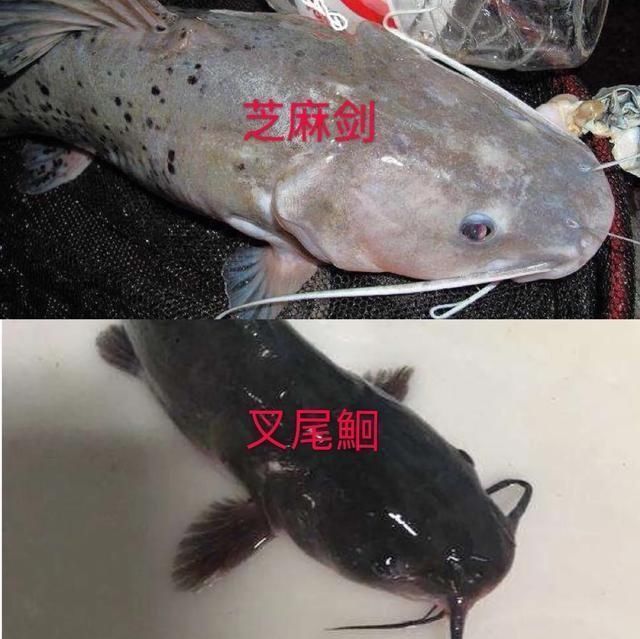  #我国#这种是我国最贵的淡水鱼品种之一，很多人即使钓到都舍不得吃