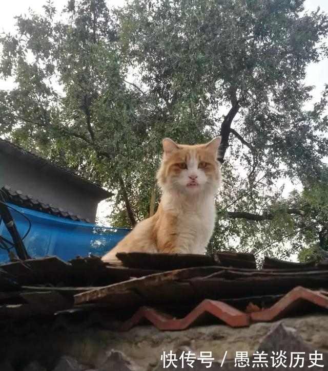 鼓楼:老北京的市井生活|北京城迹①